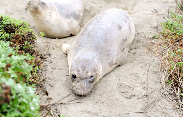 Winter Weekend Getaway to Cambria, California