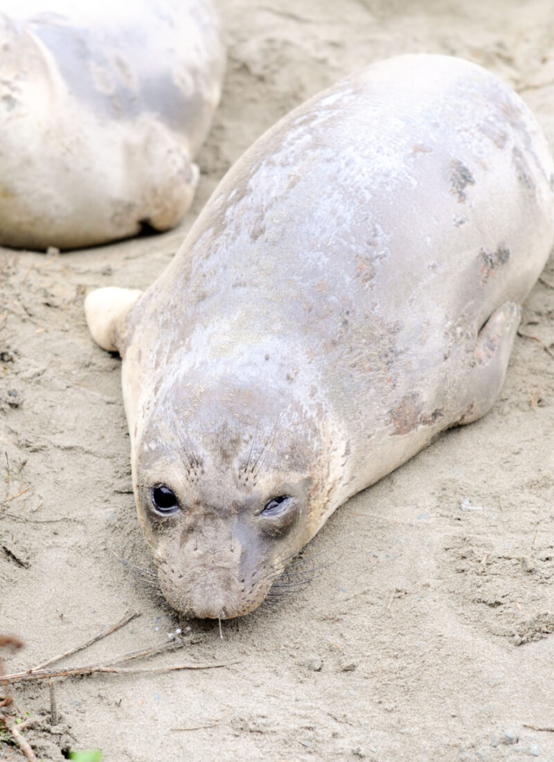 Winter Weekend Getaway to Cambria, California