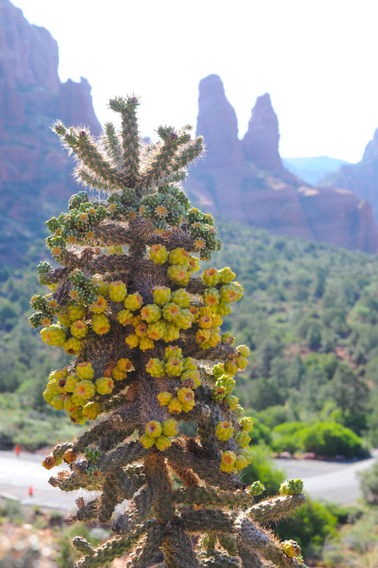 Sedona Stole My Heart: A First-Timer’s Visit to Sedona, Arizona