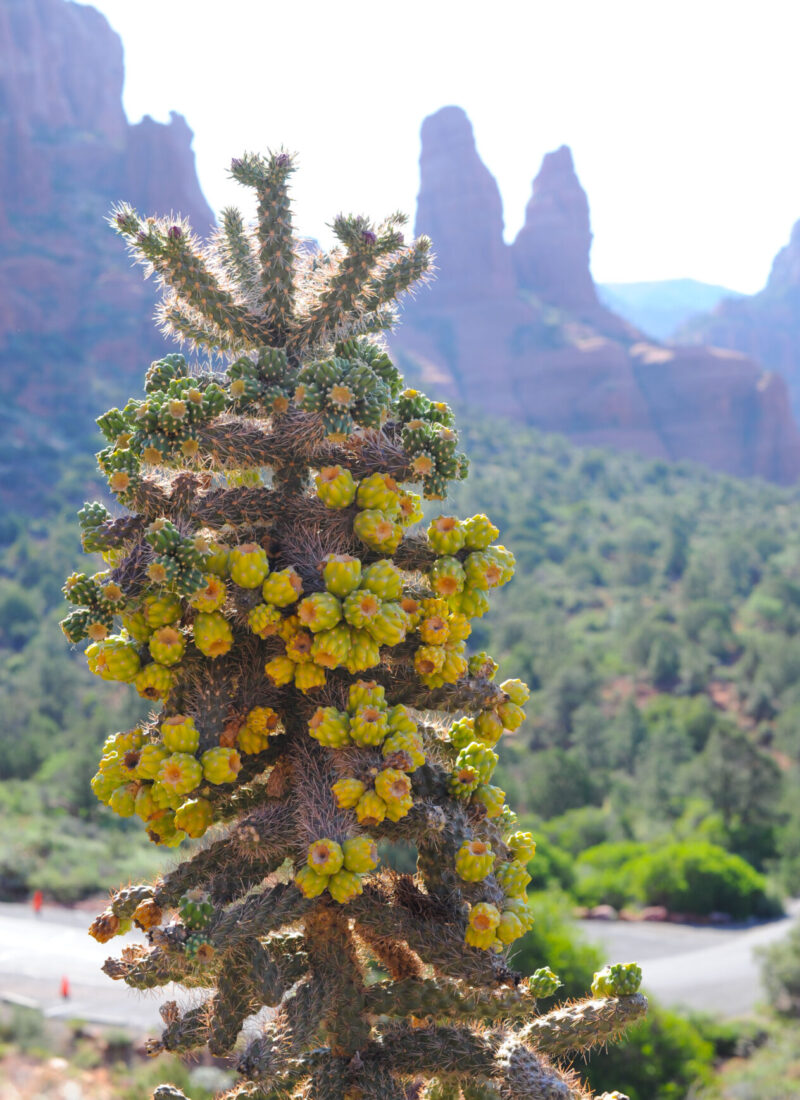 Sedona Stole My Heart: A First-Timer’s Visit to Sedona, Arizona