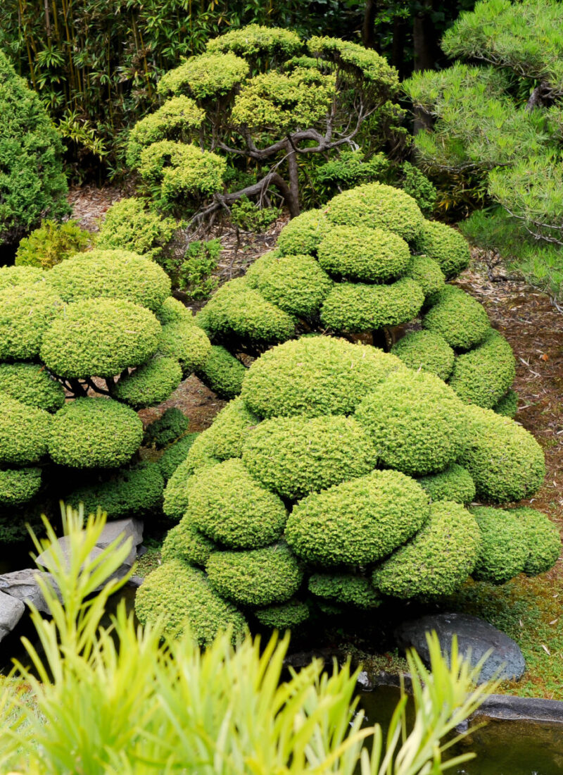 San Francisco Day Trip: Japanese Tea Garden