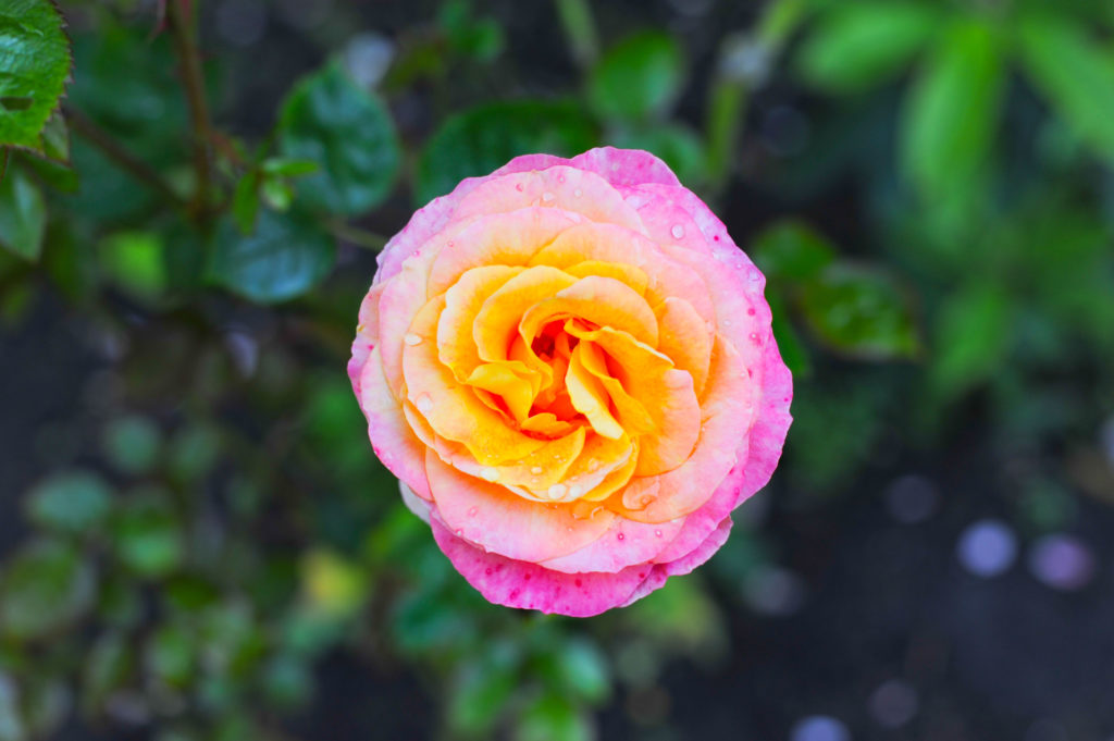 San Francisco Rose Garden