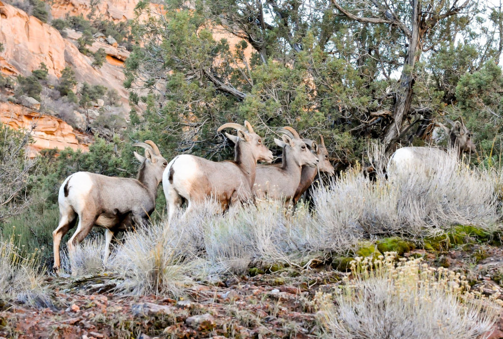 colorado-national-monument-big-horn-sheep