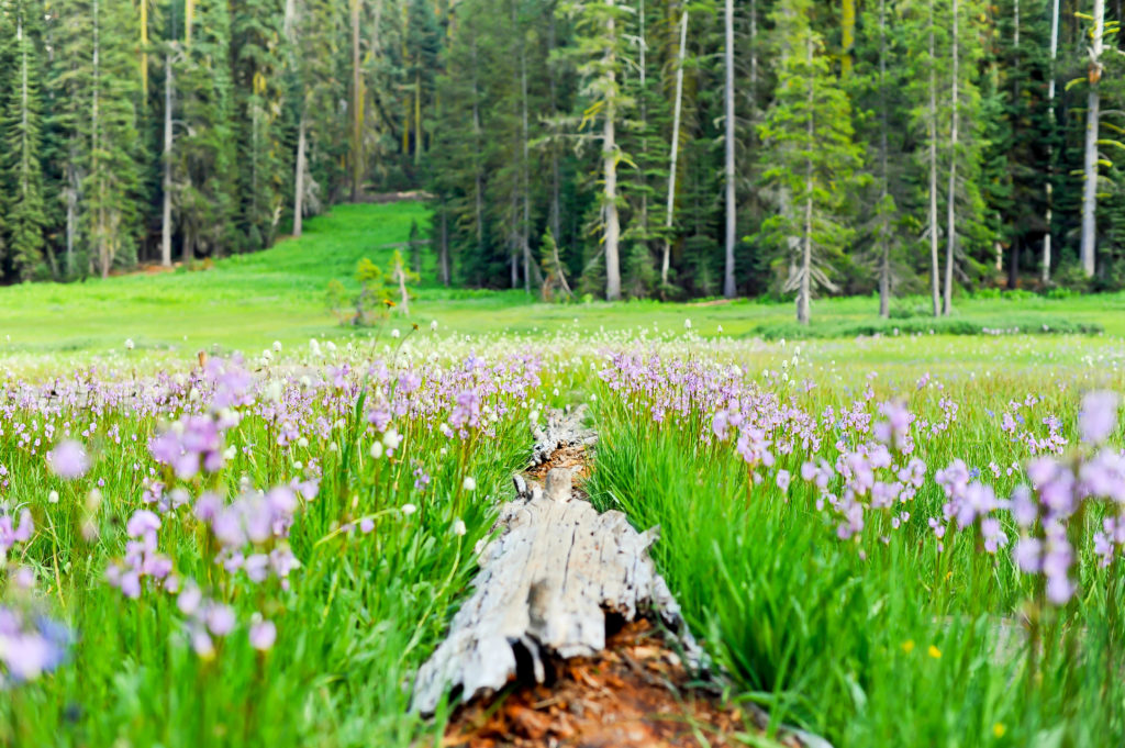 yosemite-meadow