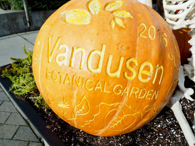 Fall Photos From VanDusen Botanical Gardens