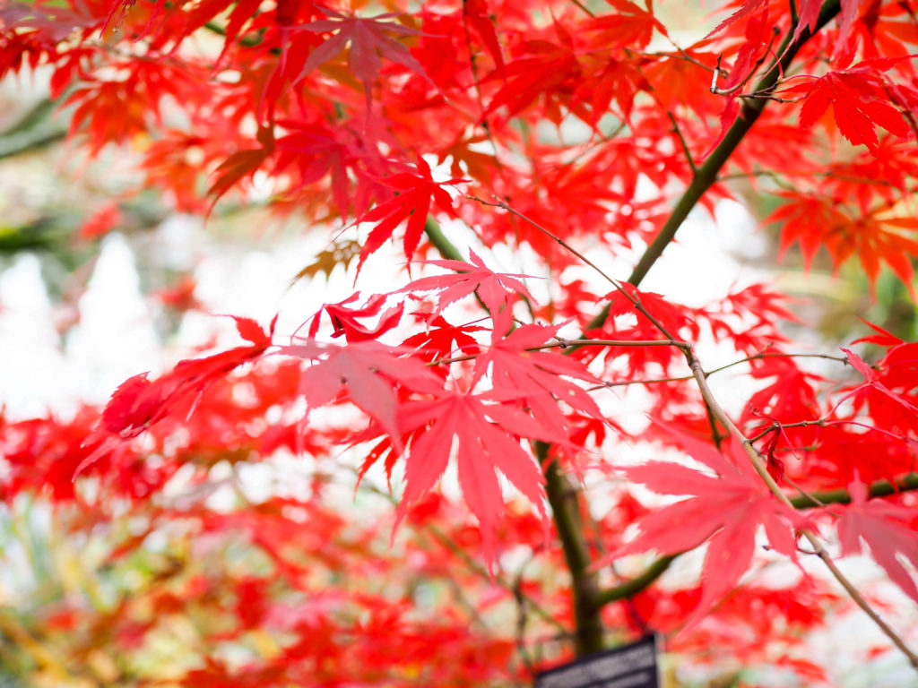 VanDusen Botanical Garden Vancouver