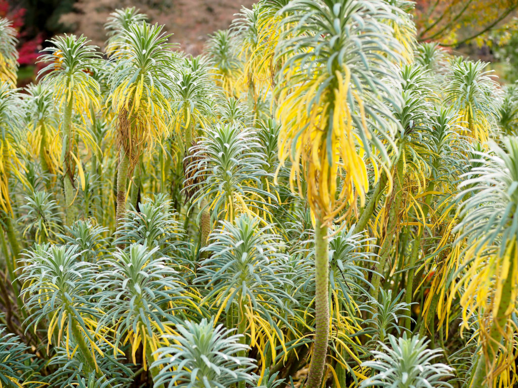 VanDusen Botanical Gardens