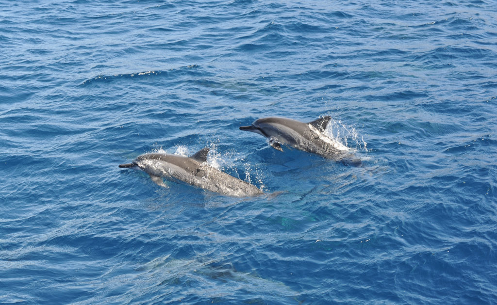 spinner dolphins