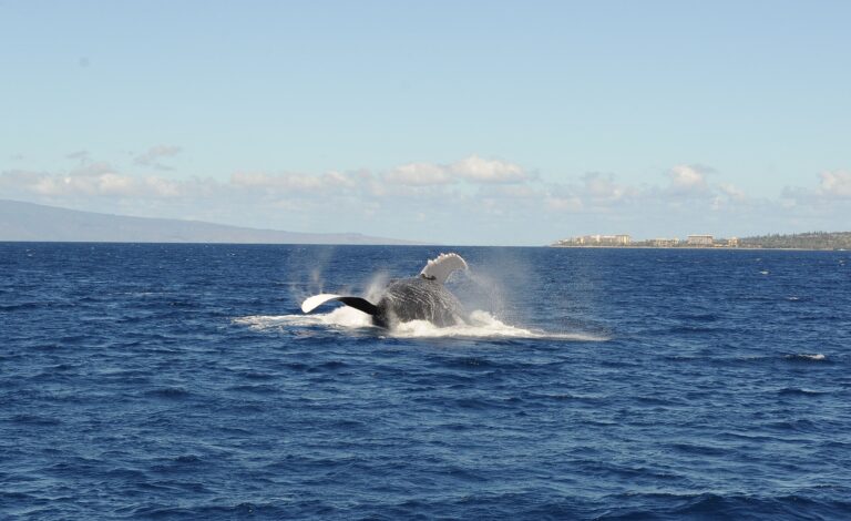 Whale Watching on Maui with Pacific Whale Foundation