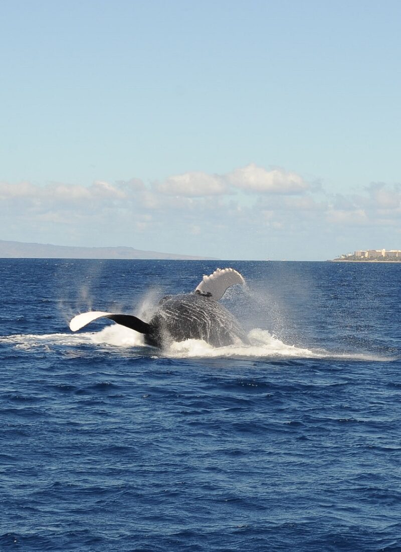 Whale Watching on Maui with Pacific Whale Foundation