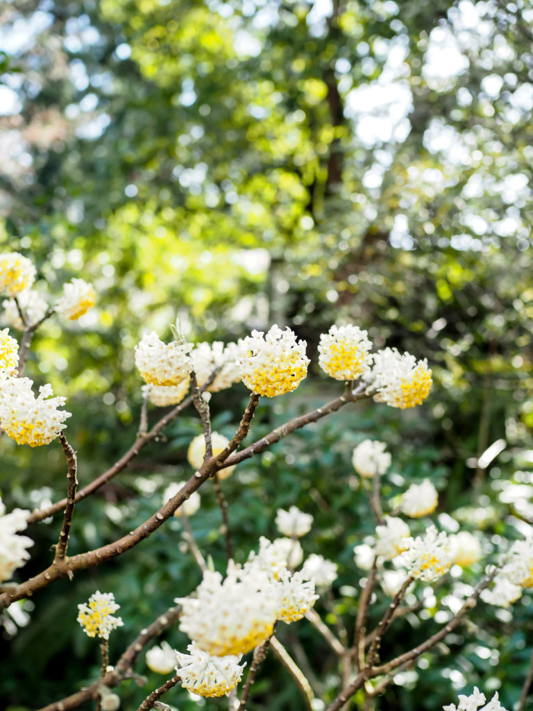 Rhododendron Garden flowers