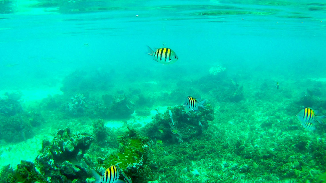 What it's Like to Snorkel in Negril, Jamaica Appetites Abroad