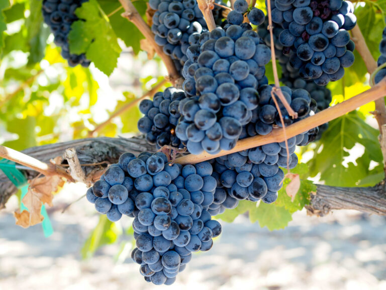 Lodi Travel Guide: Wine & Dine in California’s Central Valley!
