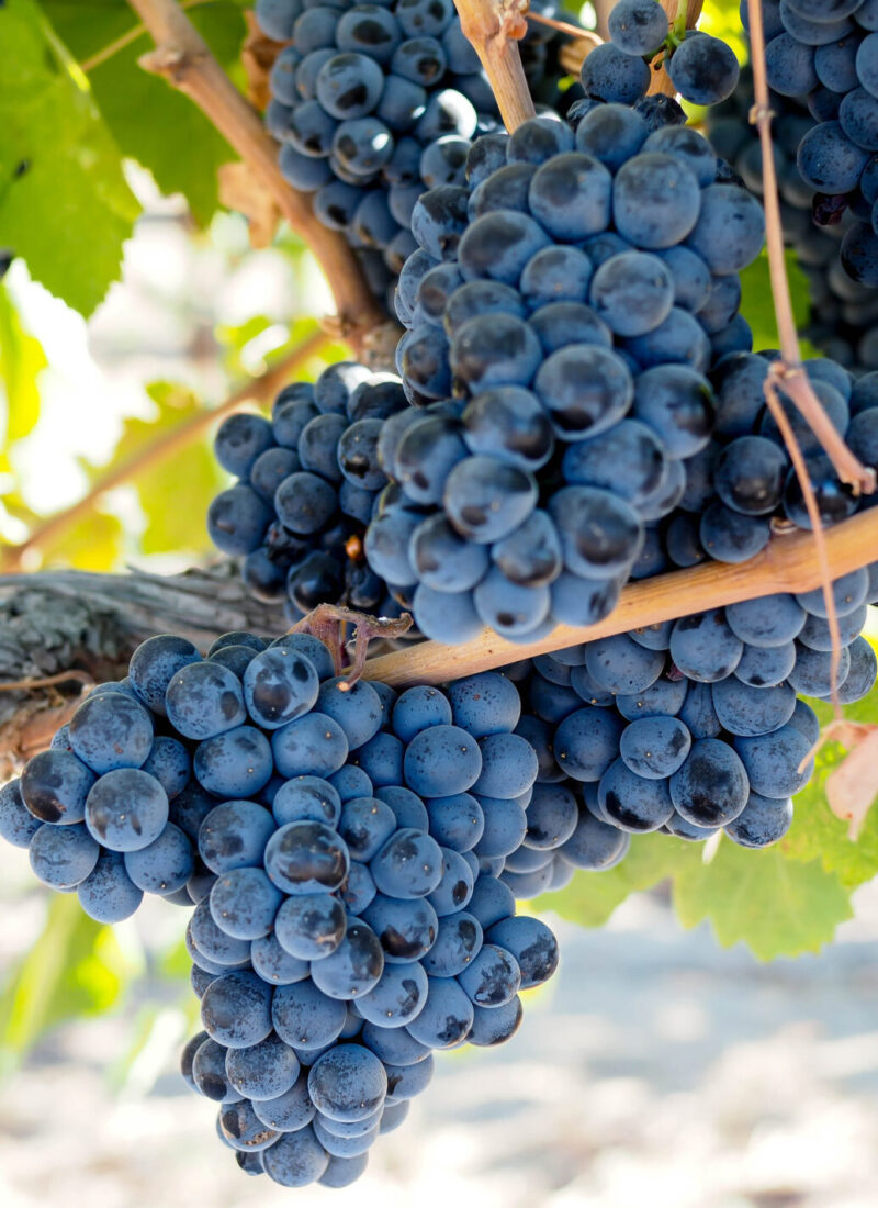 Lodi Travel Guide: Wine & Dine in California’s Central Valley!